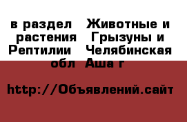  в раздел : Животные и растения » Грызуны и Рептилии . Челябинская обл.,Аша г.